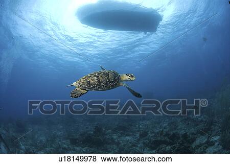 Stock Photo - Hawksbill Turtle (Eretmochelys imbriocota), swimming over coral reef with boat silhouette above, Little Cayman Island, Cayman Islands, Caribbean. Fotosearch