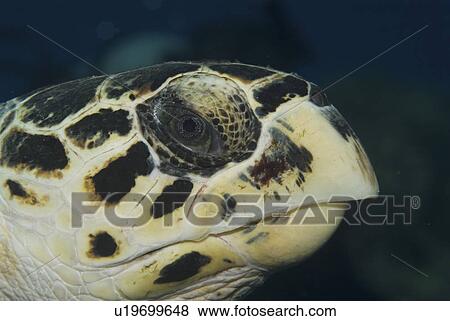 Stock Photo - Hawksbill Turtle (Eretmochelys imbriocota) detail of head, Little Cayman Island, Cayman Islands, Caribbean. Fotosearch