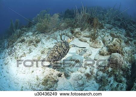 Hawksbill Turtle (Eretmochelys imbriocota), swimming over coral reef with diver in background, Little Cayman Island, Cayman Islands, Caribbean View Large Photo Image Stock Photo - Hawksbill Turtle (Eretmochelys imbriocota), swimming over coral reef with diver in background, Little Cayman Island, Cayman Islands, Caribbean. Fotosearch