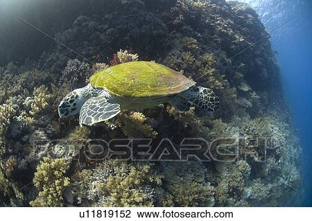 Turtle. Abu Dabbab, Red Sea, Egypt. View Large Photo Image Stock Image - Turtle. Abu Dabbab, Red Sea, Egypt.. Fotosearch