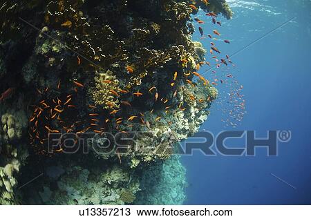 Big Brother dive site. Red Sea, Egypt. View Large Photo Image Stock Image - Big Brother dive site. Red Sea, Egypt.. Fotosearch