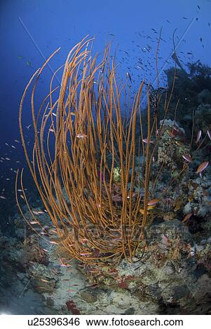 Stock Photograph - Black coral (Antipathes spp. ) entire coral species on sloping Red Sea Reef with many different colourful fish, Red Sea.. Fotosearch