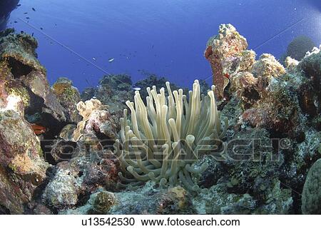 Bubbletip anemone (Condylactis gigantea) amidst coral and sponge reef, Cayman Islands, Caribbean View Large Photo Image Stock Image - Bubbletip anemone (Condylactis gigantea) amidst coral and sponge reef, Cayman Islands, Caribbean. Fotosearch