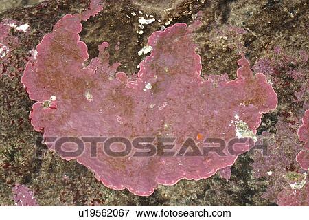 Stock Photo - Calcereous algae, Sark, British Isles. Fotosearch