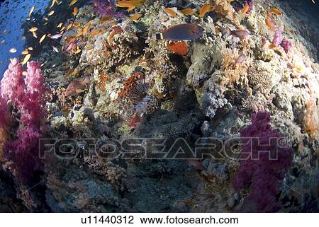 Stock Image - Coral reef scene with lionfish and grouper, Red Sea, Egypt.. Fotosearch