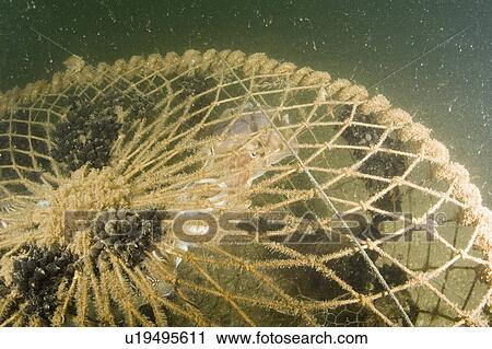 Cuttlefish (Sepia officinalis) Captured in fishing cage. Babbacombe, Torquay, South Devon, UK View Large Photo Image Stock Image - Cuttlefish (Sepia officinalis) Captured in fishing cage. Babbacombe, Torquay, South Devon, UK. Fotosearch