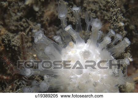 Stock Photography - Dead Mens Finger (Alcyonium digitatum), detail of polyp, Eyemouth, Scotland, UK North Sea. Fotosearch