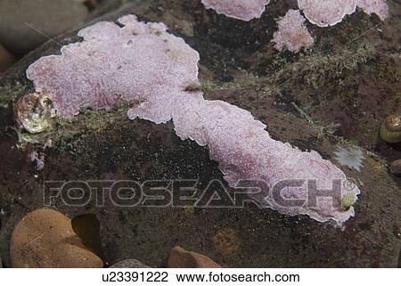 Stock Image - Encrusting algae (Lithophyllum incrustans), typical pink colour on rocks in shallow water, St Abbs, Scotland, UK. Fotosearch