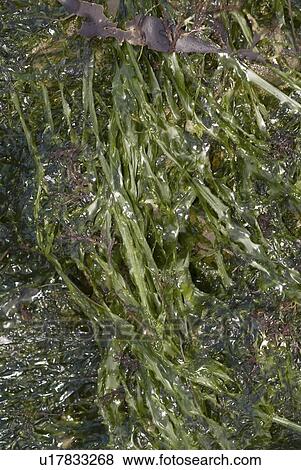 Enteromorpha (Enteromorpha intestinalis), one of the mmost common green seaweeds to be found in shallow rockpools which copes with high temperatures and changes in salinity, Eyemouth, Scotland, UK North Sea View Large Photo Image Stock Photo - Enteromorpha (Enteromorpha intestinalis), one of the mmost common green seaweeds to be found in shallow rockpools which copes with high temperatures and changes in salinity, Eyemouth, Scotland, UK North Sea. Fotosearch