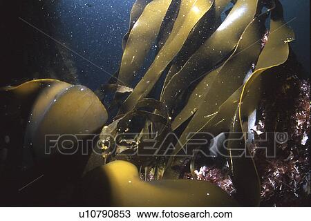 Furbellows (Laminaria polyschides), one of the largest kelp species found in the North Sea, Scotland, UK, North Sea View Large Photo Image Stock Image - Furbellows (Laminaria polyschides), one of the largest kelp species found in the North Sea, Scotland, UK, North Sea. Fotosearch