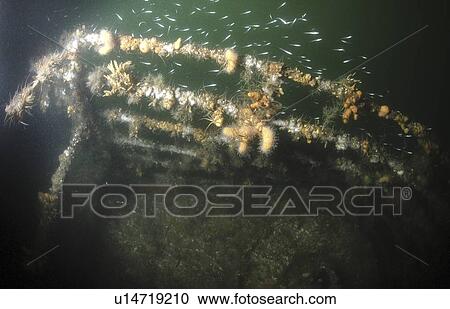 German Light Cruiser Brummer Railings, Scapa Flow, Orkney Islands, Scotland, UK View Large Photo Image Stock Image - German Light Cruiser Brummer Railings, Scapa Flow, Orkney Islands, Scotland, UK. Fotosearch