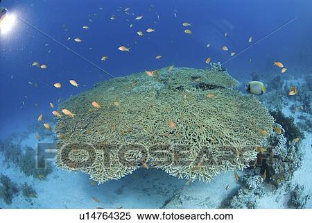 Stock Photography - Giant Acropora table coral showing orange anthias and blue water, Red Sea, Egypt.. Fotosearch