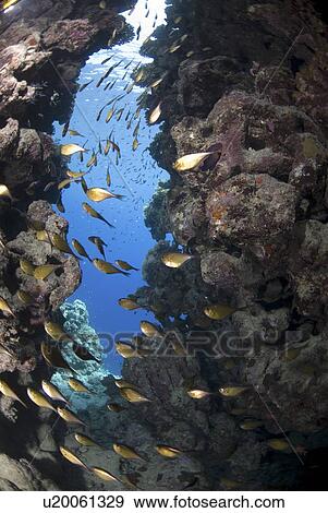 Glassy sweepers (Pempheris schomburgkii), school of fish in cave looking out to clear blue water, Red Sea, Egypt. View Large Photo Image Stock Photo - Glassy sweepers (Pempheris schomburgkii), school of fish in cave looking out to clear blue water, Red Sea, Egypt.. Fotosearch