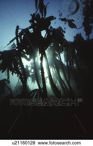 Hairy Kelp (Laminaria hyperborea), a large distinctive kelp found around shores of the North Sea and is home to many different species, St Abbs, Scotland, UK North Sea View Large Photo Image Stock Photo - Hairy Kelp (Laminaria hyperborea), a large distinctive kelp found around shores of the North Sea and is home to many different species, St Abbs, Scotland, UK North Sea. Fotosearch