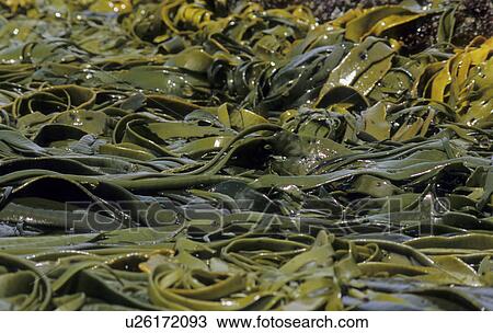 Kelp moved around in the surf. Snares Island, Subantarctic New Zealand. View Large Photo Image Stock Image - Kelp moved around in the surf. Snares Island, Subantarctic New Zealand.. Fotosearch