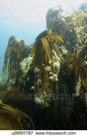 Kelp with growth. Sark, British Isles View Large Photo Image Stock Photo - Kelp with growth. Sark, British Isles. Fotosearch