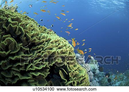 Stock Image - Lettuce coral (Turbinaria mesenterina) with orange anthias fish and clear blue water, Red Sea, Egypt.. Fotosearch