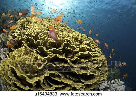 Lettuce coral (Turbinaria mesenterina) with orange anthias fish and clear blue water, Red Sea, Egypt. View Large Photo Image Stock Image - Lettuce coral (Turbinaria mesenterina) with orange anthias fish and clear blue water, Red Sea, Egypt.. Fotosearch