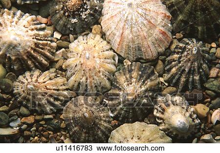 Limpets. Jersey, British Isles View Large Photo Image Stock Image - Limpets. Jersey, British Isles. Fotosearch