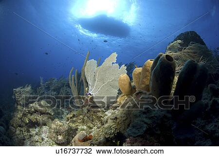 Looking upwards to well lit sponges, corals and sea fans with very blue water and boat silhouette, Little Cayman Island, Cayman Islands, Caribbean View Large Photo Image Stock Image - Looking upwards to well lit sponges, corals and sea fans with very blue water and boat silhouette, Little Cayman Island, Cayman Islands, Caribbean. Fotosearch