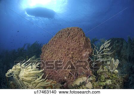 Stock Image - Looking upwards to well lit sponges, corals and sea fans with very blue water and boat silhouette, Little Cayman Island, Cayman Islands, Caribbean. Fotosearch