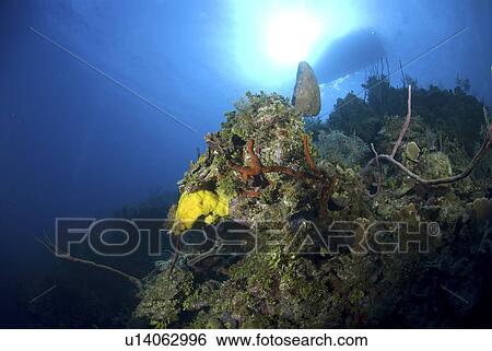 Stock Photograph - Looking upwards to well lit sponges, corals and sea fans with very blue water and boat silhouette, Little Cayman Island, Cayman Islands, Caribbean. Fotosearch