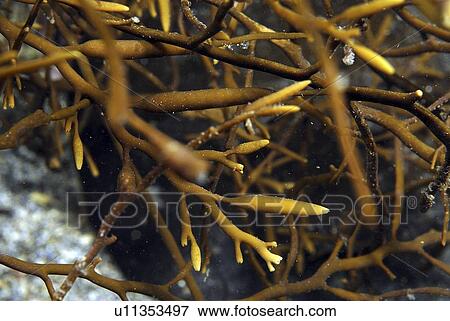 Pod Weed (Halydris siliquosa), clear view of branching pod-like leaves and branches, St Abbs, Scotland, UK North Sea View Large Photo Image Stock Photo - Pod Weed (Halydris siliquosa), clear view of branching pod-like leaves and branches, St Abbs, Scotland, UK North Sea. Fotosearch