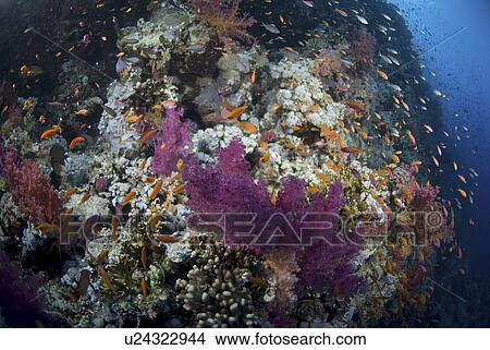 Purple soft coral (Dendrophyllia klunzingeri), colourful soft coral species with clear blue water and orange fish, Red Sea, Egypt. View Large Photo Image Picture - Purple soft coral (Dendrophyllia klunzingeri), colourful soft coral species with clear blue water and orange fish, Red Sea, Egypt.. Fotosearch