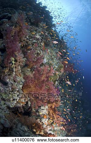 Purple soft coral (Dendrophyllia klunzingeri), colourful soft coral species with clear blue water and orange fish, Red Sea. View Large Photo Image Stock Photograph - Purple soft coral (Dendrophyllia klunzingeri), colourful soft coral species with clear blue water and orange fish, Red Sea.. Fotosearch