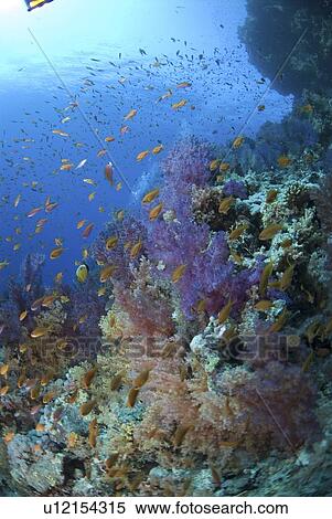 Purple soft coral (Dendrophyllia klunzingeri), colourful soft coral species with clear blue water and orange fish, Red Sea, Egypt. View Large Photo Image Stock Photography - Purple soft coral (Dendrophyllia klunzingeri), colourful soft coral species with clear blue water and orange fish, Red Sea, Egypt.. Fotosearch