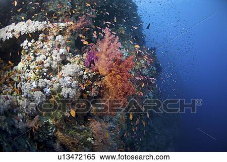 Purple soft coral (Dendrophyllia klunzingeri), colourful soft coral species with clear blue water and orange fish, Red Sea, Egypt. View Large Photo Image Stock Photography - Purple soft coral (Dendrophyllia klunzingeri), colourful soft coral species with clear blue water and orange fish, Red Sea, Egypt.. Fotosearch