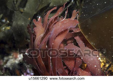 Red Rags (Dilsea carnosa), a typical red algae found around the North Sea coast, St Abbs, Scotland, UK, North Sea. View Large Photo Image Stock Image - Red Rags (Dilsea carnosa), a typical red algae found around the North Sea coast, St Abbs, Scotland, UK, North Sea.. Fotosearch