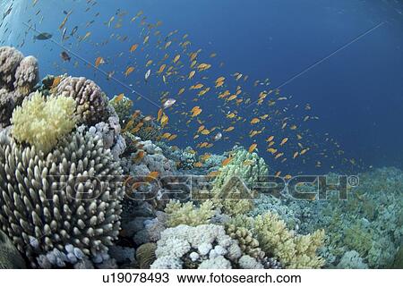 Red Sea reef scene with anthias, Red Sea, Egypt. View Large Photo Image Stock Image - Red Sea reef scene with anthias, Red Sea, Egypt.. Fotosearch