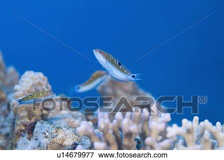 Stock Photo - Reef fish over hard corals, Red Sea.. Fotosearch