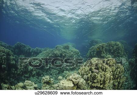 Stock Photo - Reef Scene. Abu Kharareem, Red Sea, Egypt.. Fotosearch