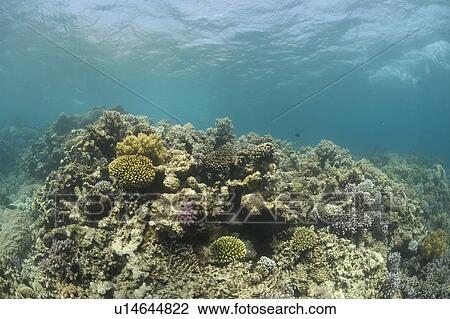 Stock Image - Reef scene. Dahab, Red Sea, Egypt.. Fotosearch