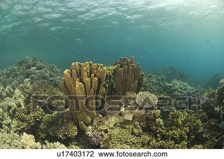 Stock Image - Reef scene. Dahab, Red Sea, Egypt.. Fotosearch