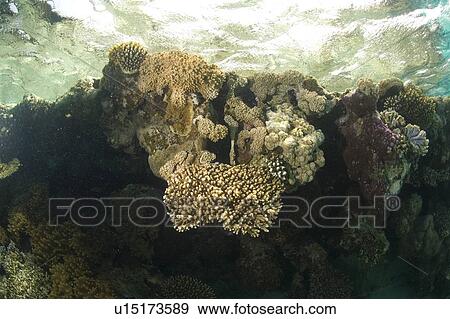 Stock Photo - Reef scene. Dahab, Red Sea, Egypt.. Fotosearch