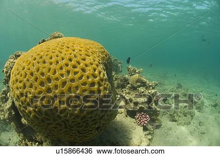 Stock Photograph - Reef scene. Dahab, Red Sea, Egypt.. Fotosearch
