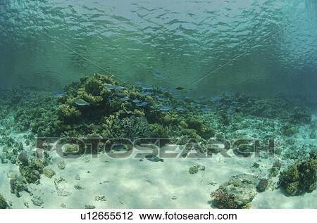 Stock Image - Reef scene. Hurghada, Red Sea, Egypt.. Fotosearch