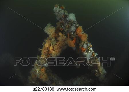 Stock Photo - Remains from German Battleship Seydlitz, Scapa Flow, Orkney islands, Scotland, UK. Fotosearch