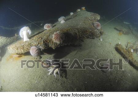 Remains of German U Boat UB116, Scapa Flow, Orkney islands, Scotland, UK View Large Photo Image Stock Image - Remains of German U Boat UB116, Scapa Flow, Orkney islands, Scotland, UK. Fotosearch