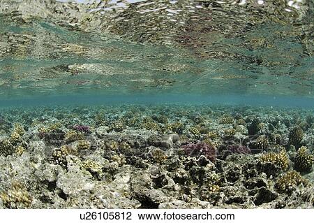 Rocky dive site, Red Sea, Egypt. View Large Photo Image Stock Image - Rocky dive site, Red Sea, Egypt.. Fotosearch