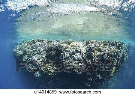 Stock Photo - Rocky dive site, Red Sea, Egypt.. Fotosearch