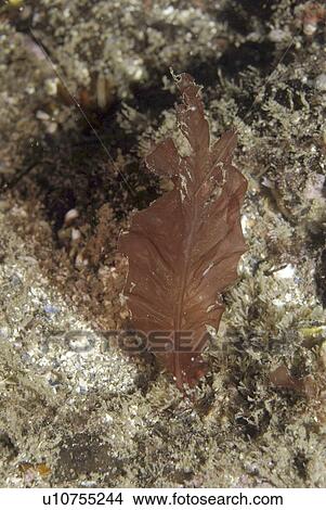 Sea Beech (Delesseria sanguinea), classic view of this algae which looks just like a beech tree leaf, St Abbs, Scotland, UK North Sea View Large Photo Image Picture - Sea Beech (Delesseria sanguinea), classic view of this algae which looks just like a beech tree leaf, St Abbs, Scotland, UK North Sea. Fotosearch