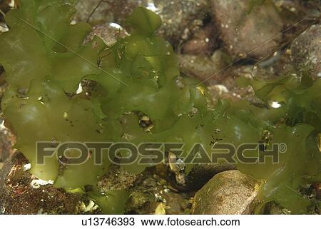 Sea Lettuce (Ulva lactuca), distinctively shaped green algae found in shallow rock pools, St Abbs, Scotland, UK North Sea View Large Photo Image Stock Image - Sea Lettuce (Ulva lactuca), distinctively shaped green algae found in shallow rock pools, St Abbs, Scotland, UK North Sea. Fotosearch