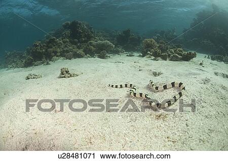 Sea Snake. Tunduba bay, Red Sea, Egypt. View Large Photo Image Stock Image - Sea Snake. Tunduba bay, Red Sea, Egypt.. Fotosearch
