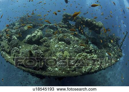 Stock Image - Stern of shipwreck SS Kingston, showing shape of wreck and tons of colourful fish, Shag Rock, Red Sea, Egypt. Fotosearch