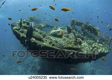 Stern of shipwreck SS Kingston, showing shape of wreck and tons of colourful fish, Shag Rock, Red Sea, Egypt View Large Photo Image Stock Photography - Stern of shipwreck SS Kingston, showing shape of wreck and tons of colourful fish, Shag Rock, Red Sea, Egypt. Fotosearch