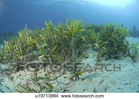 Picture -  Turtle Grass (Thalassia spp. ), one of several species of turtle grass which grows on sandy seabed in the Red Sea, Egypt.. Fotosearch